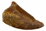 Bargain Raptor Tooth - Real Dinosaur Tooth #305541-1